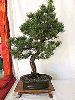 White Pine